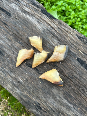 Sabot d'agneau - lot de 10