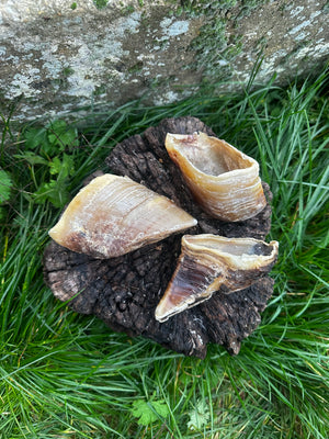 Sabot de boeuf