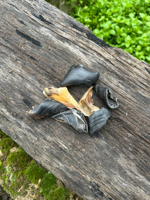 Sabot de chèvre - lot de 10