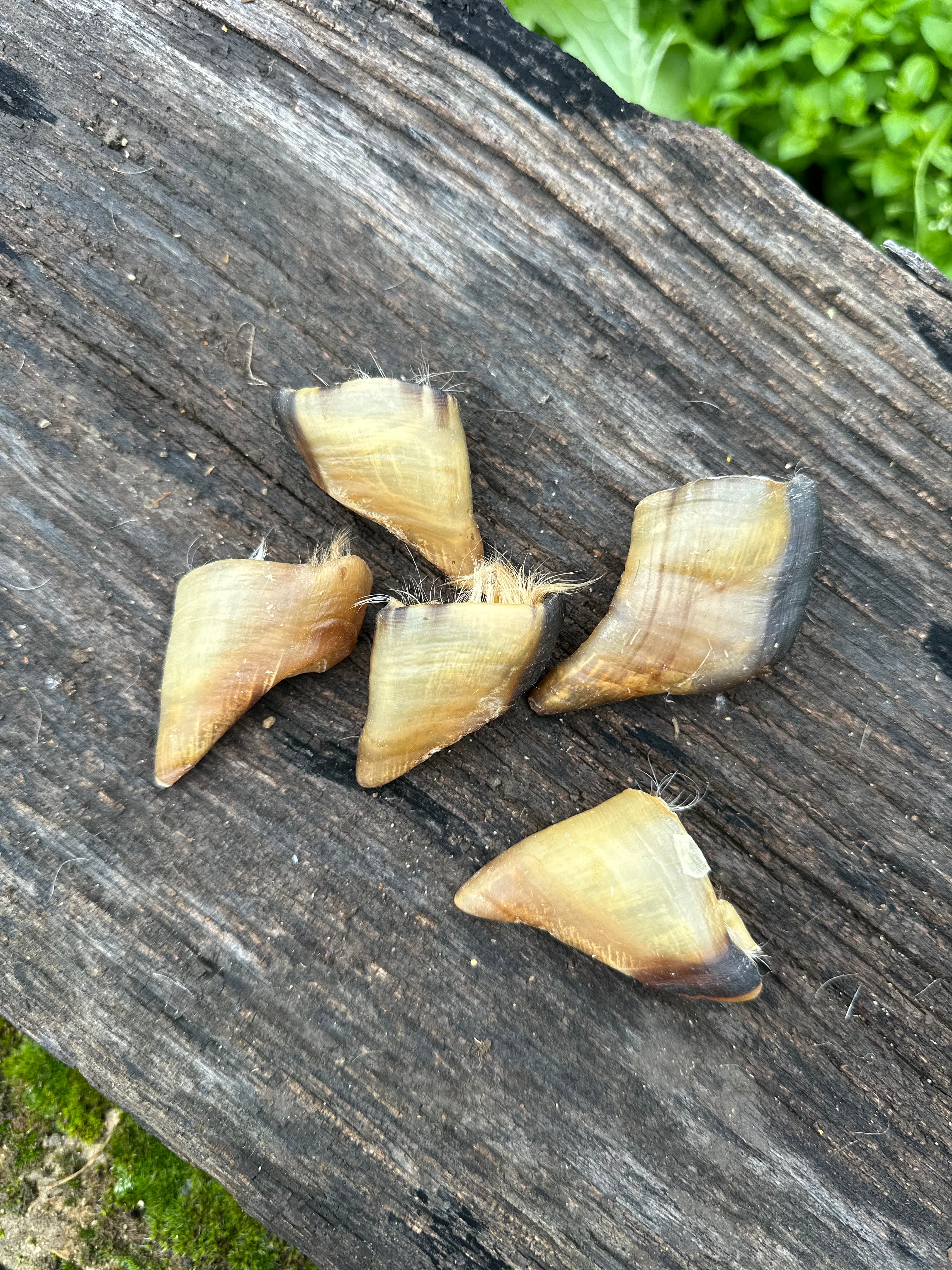 Sabot d'agneau - lot de 10