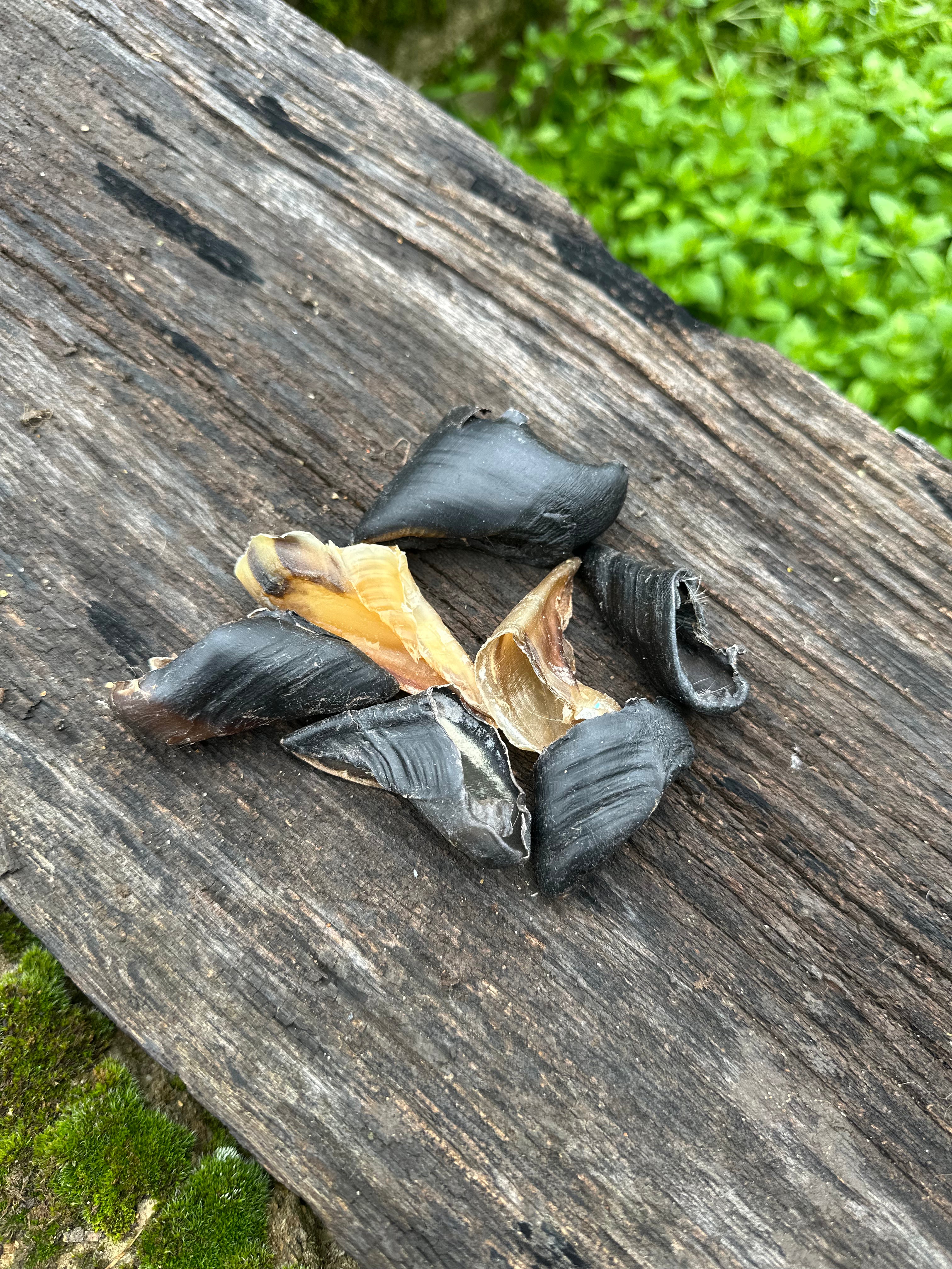 Sabot de chèvre - lot de 10