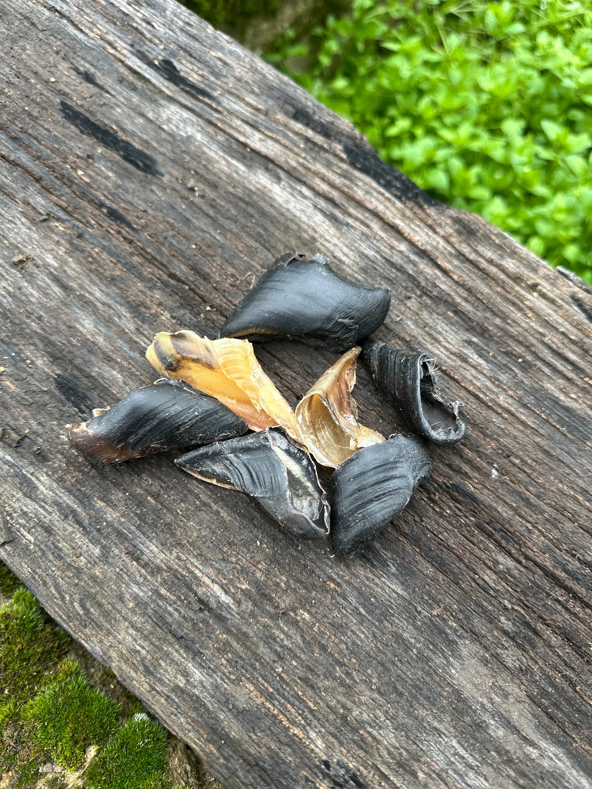 Sabot de chèvre - lot de 10