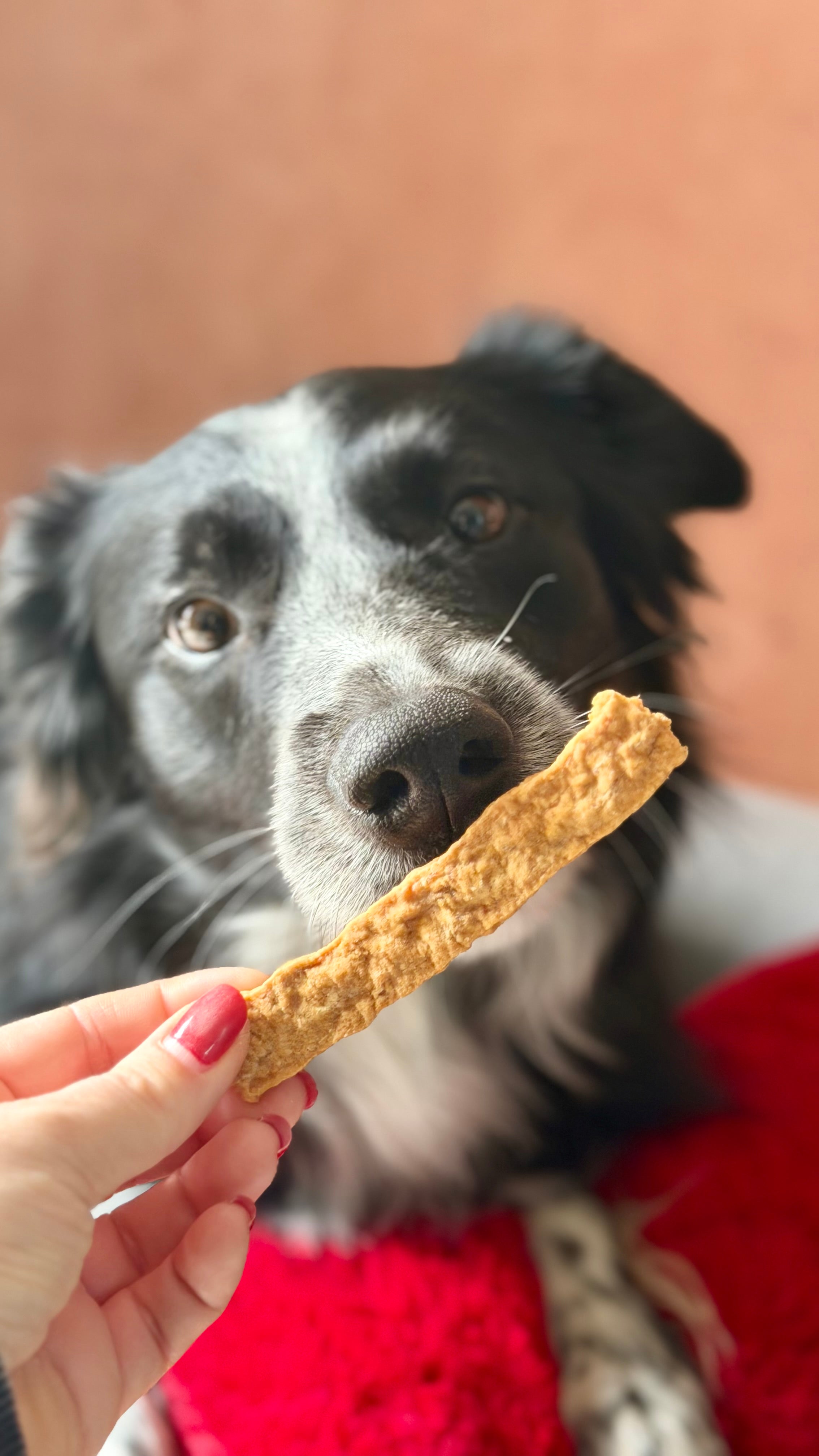 Sticks d'autruche