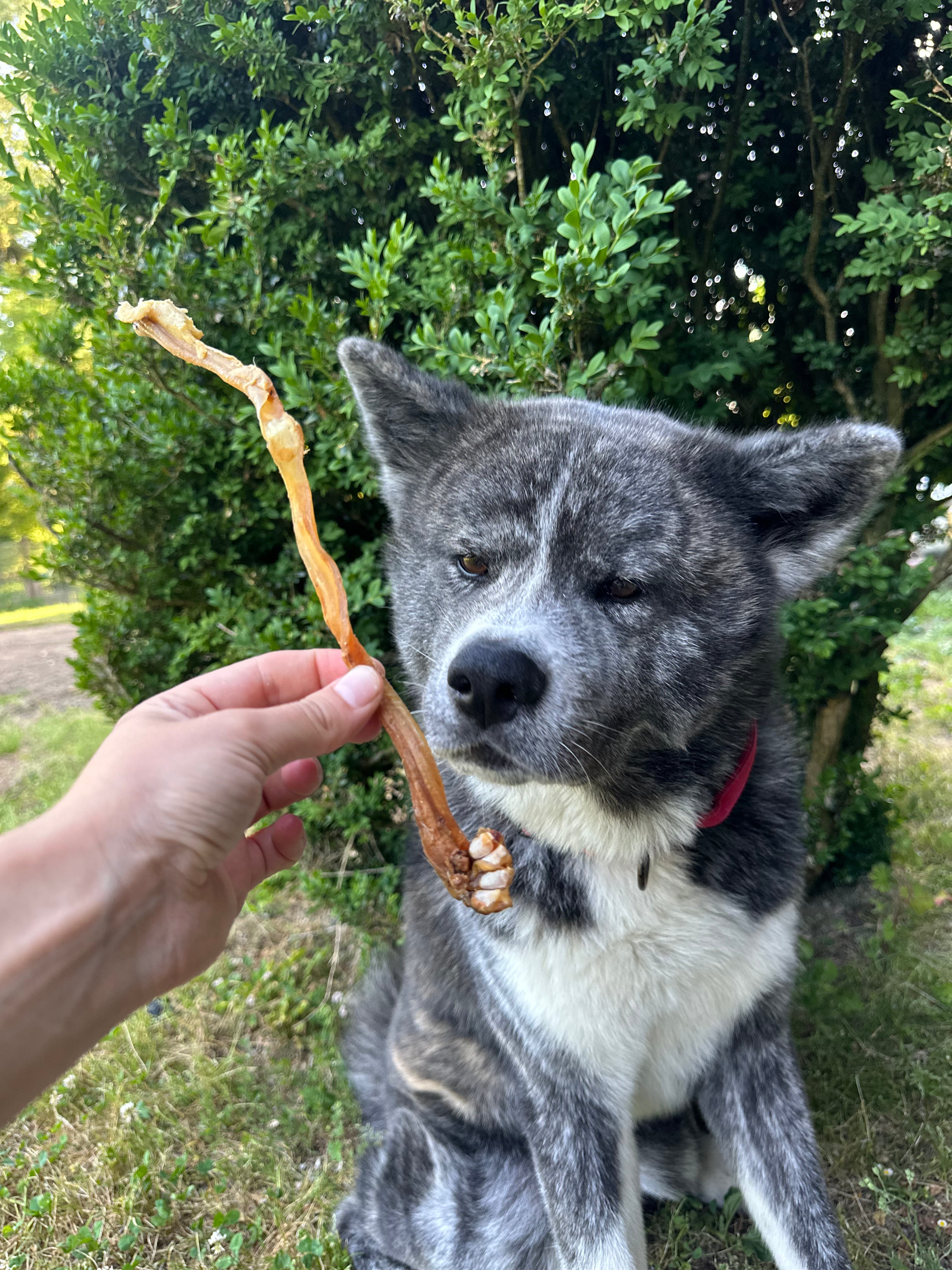 Tendon d'achille d'agneau