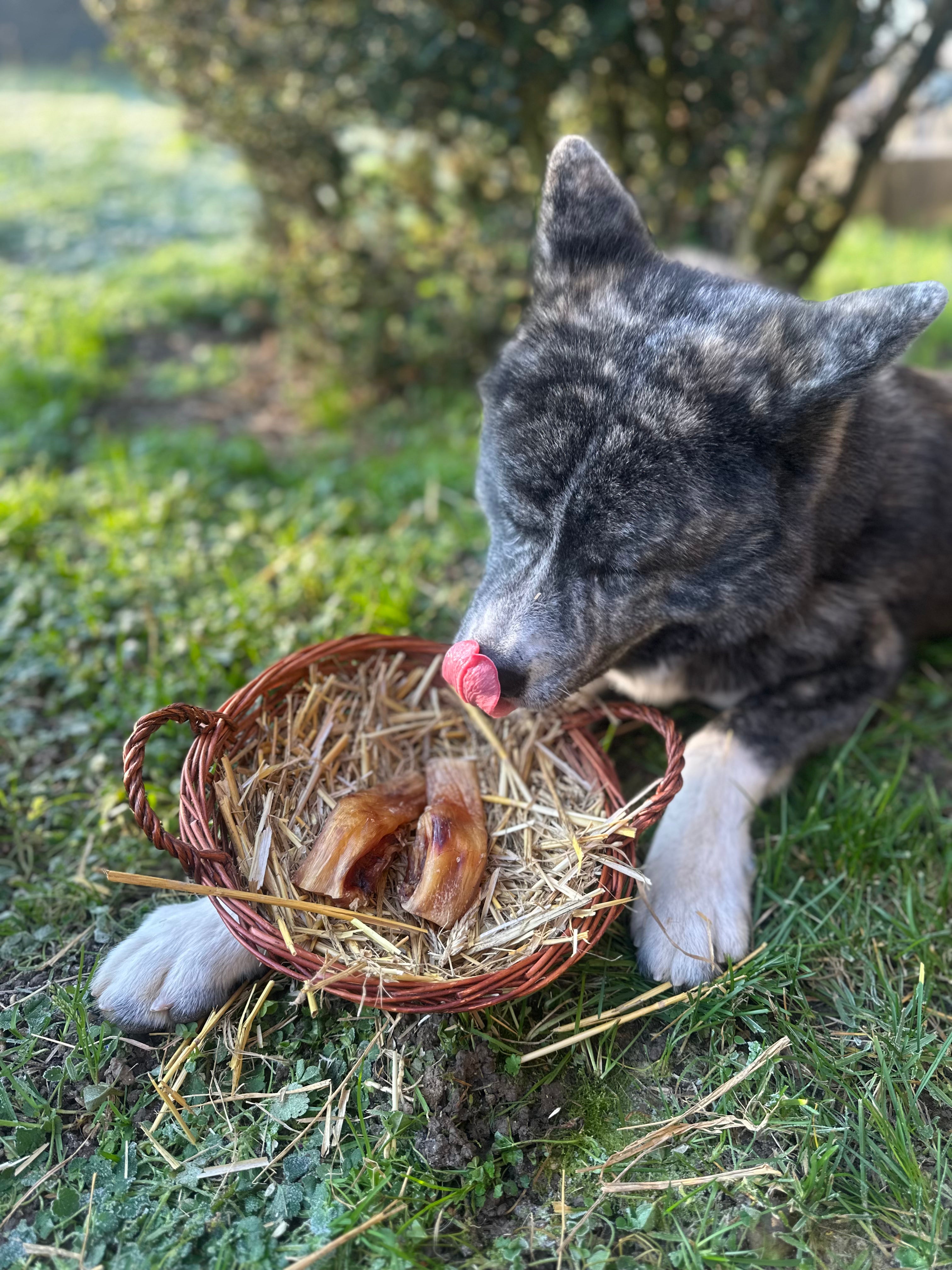 Tendon de genou d'autruche