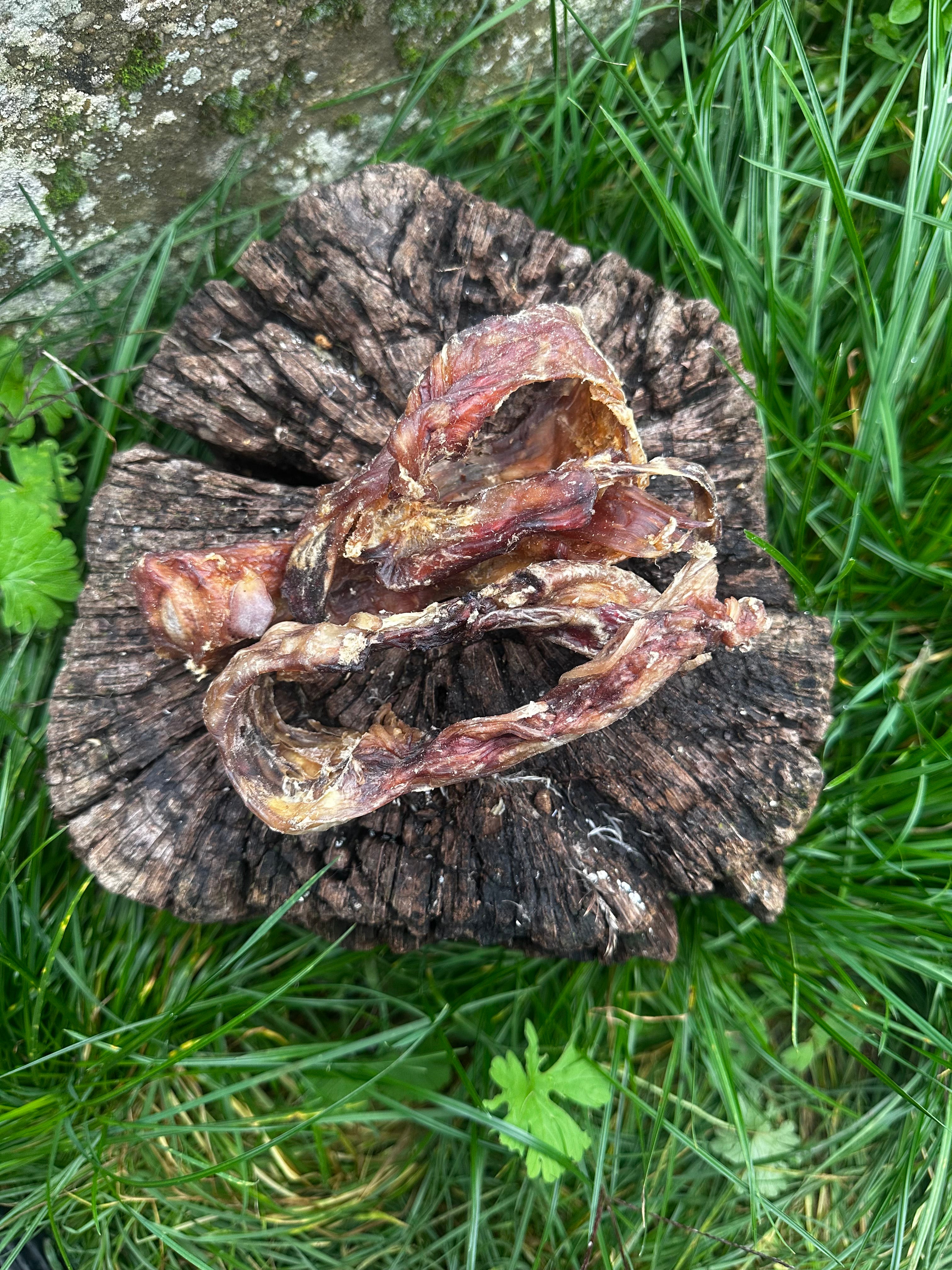 Tendon du cou de cerf