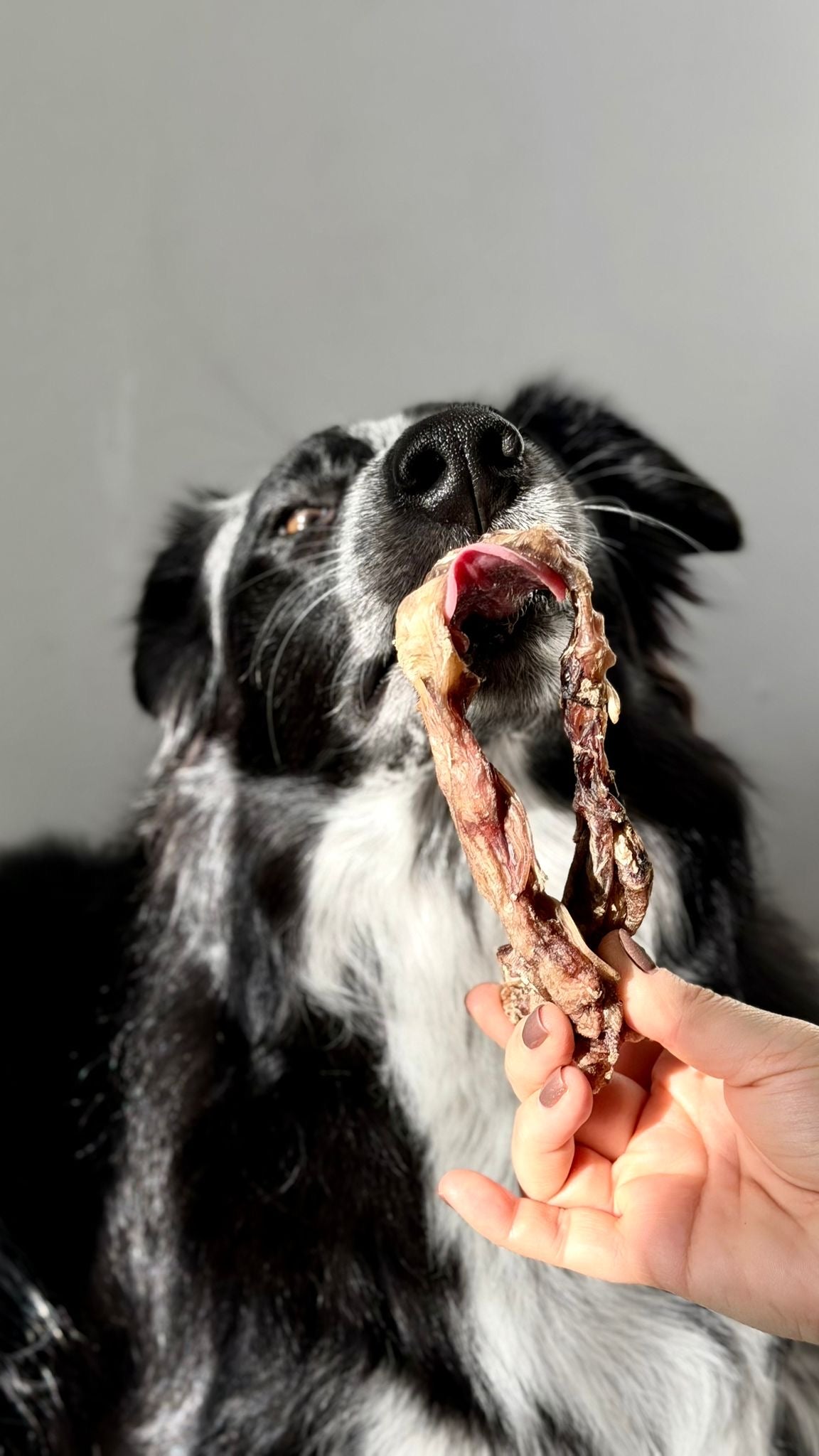 Tendon du cou de cerf