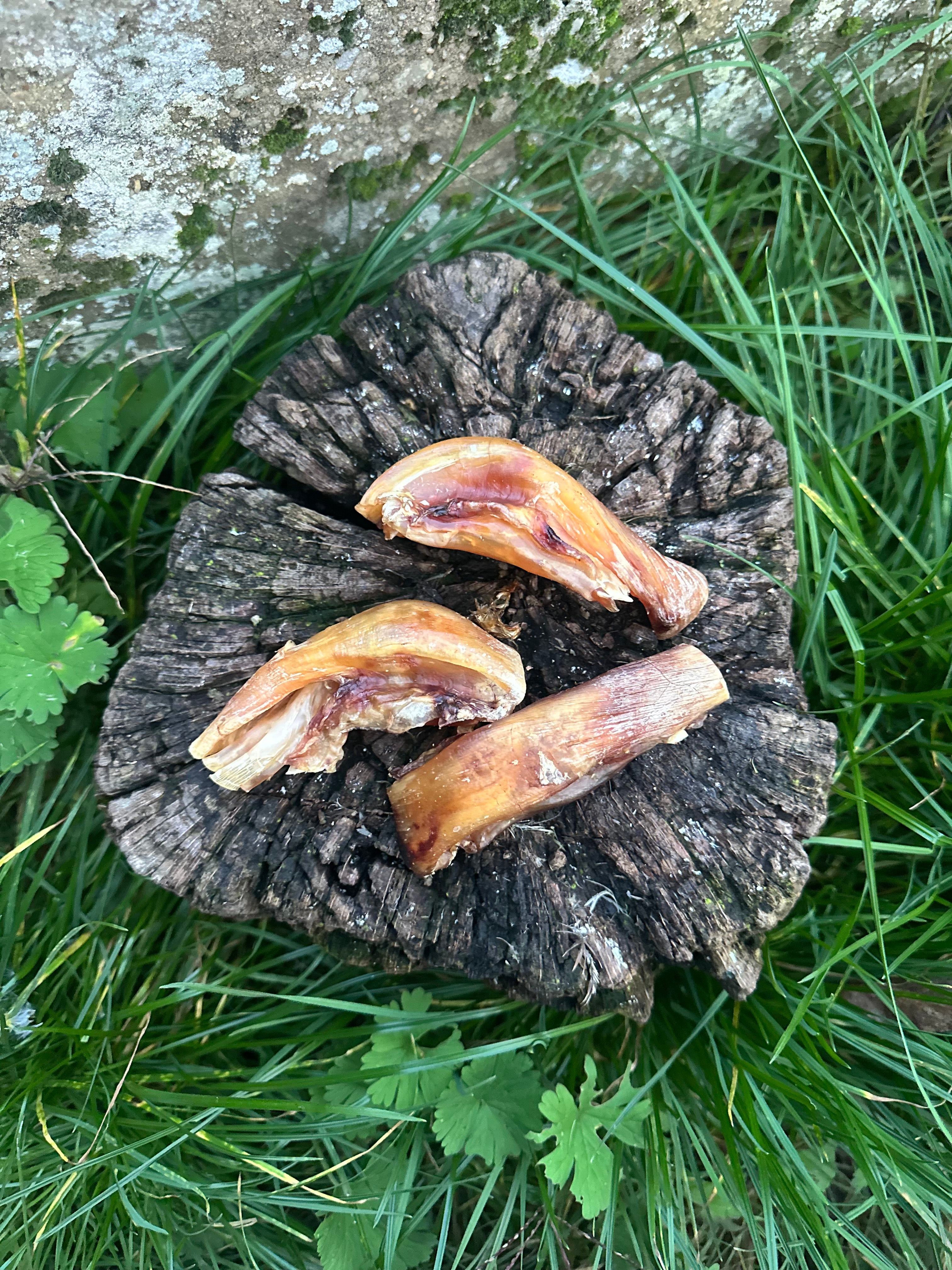 Tendon de genou d'autruche