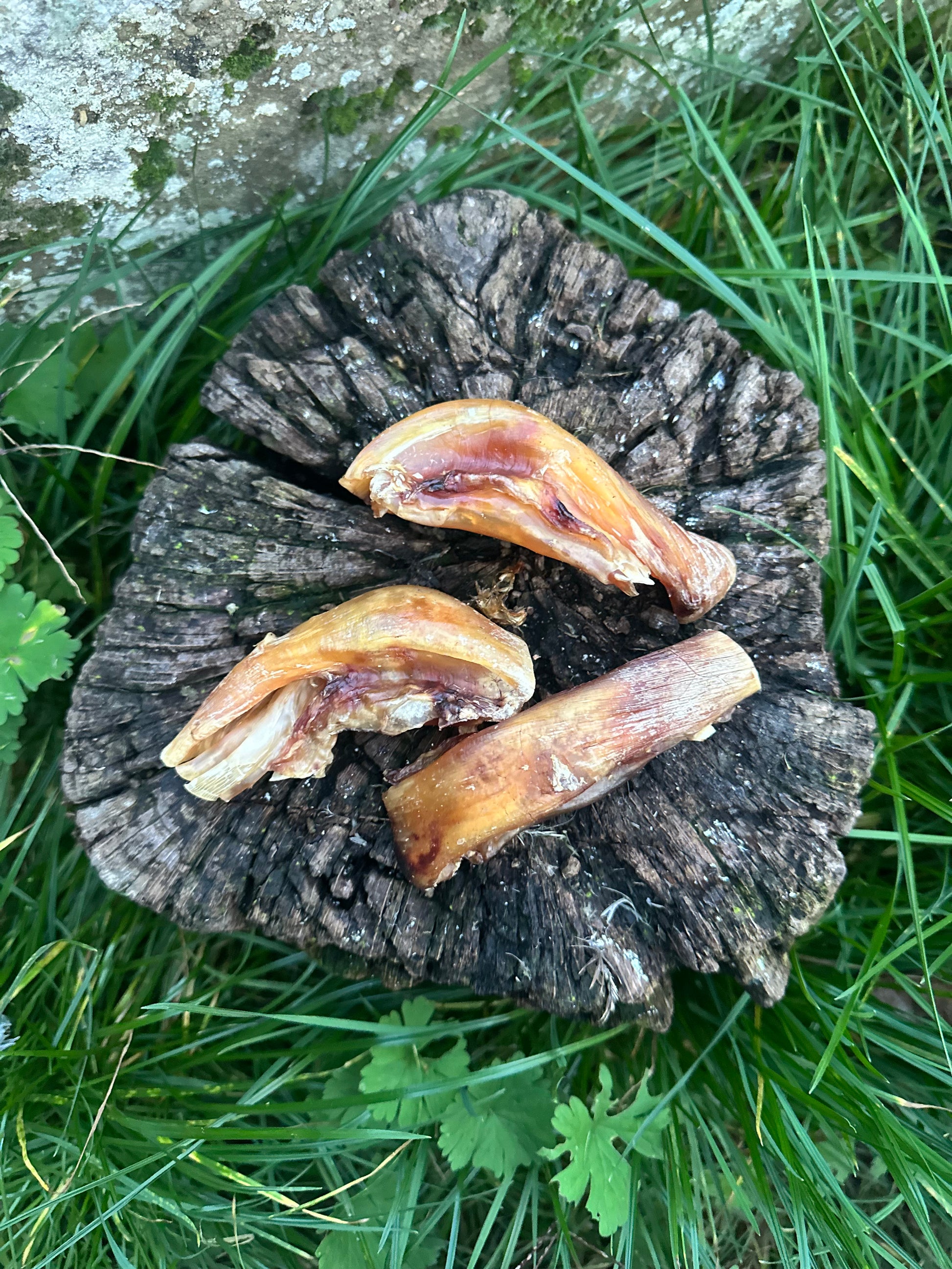 Tendon de genou d'autruche