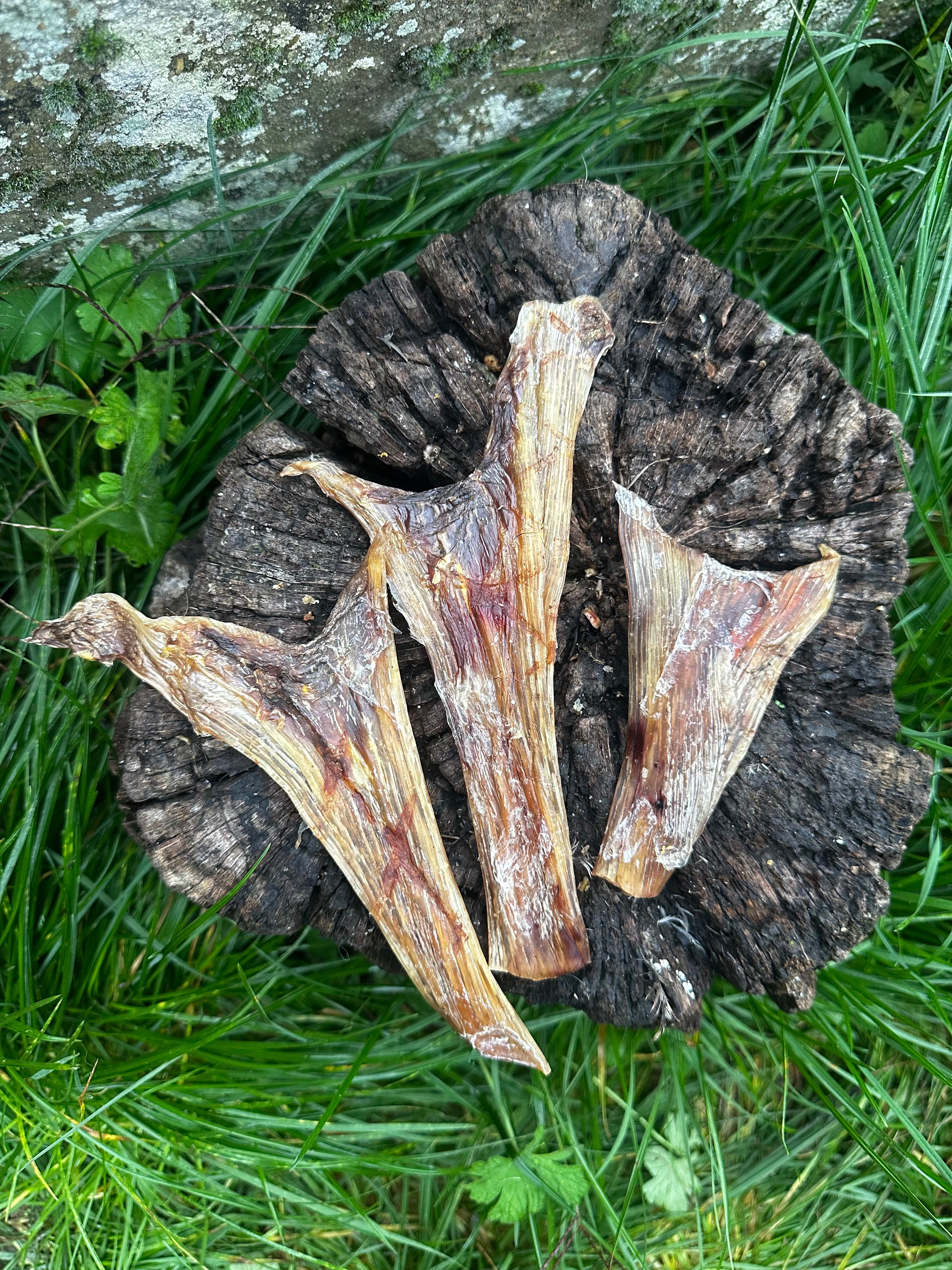 Tendon plat d'autruche
