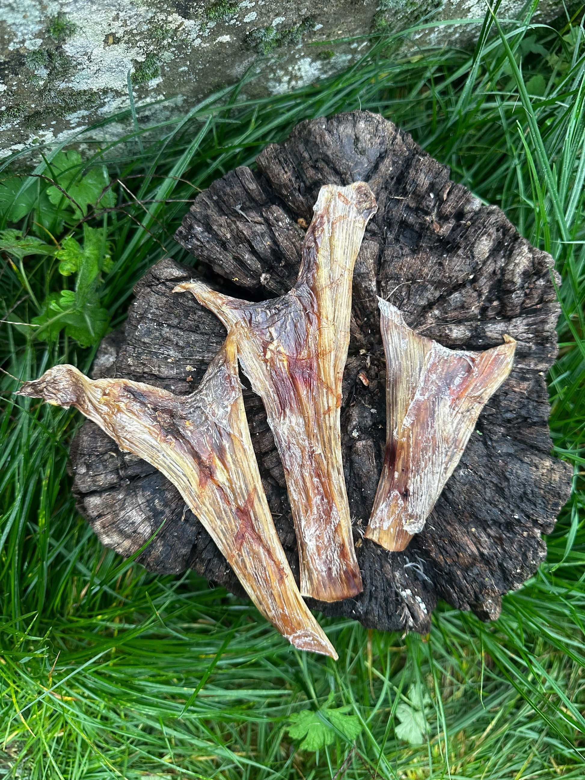 Tendon plat d'autruche