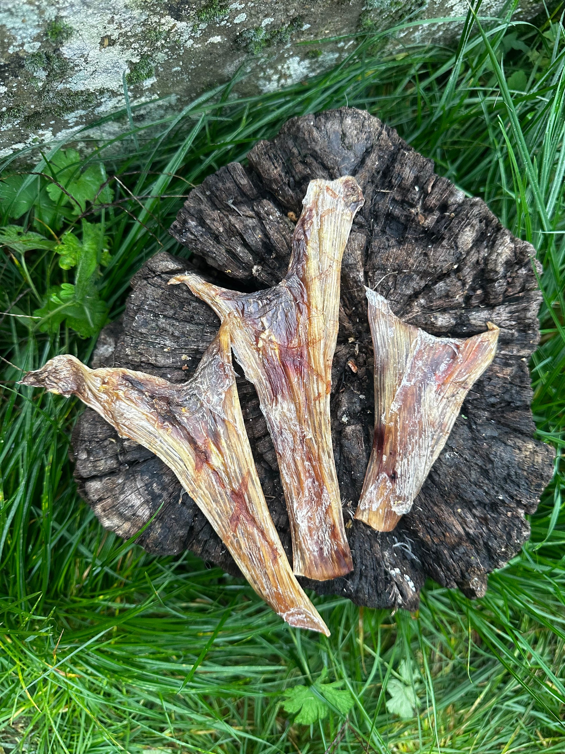 Tendon plat d'autruche