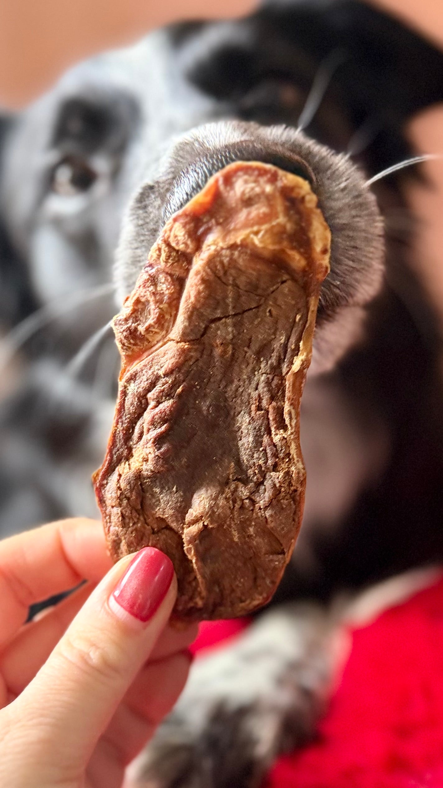 Testicule de bouc