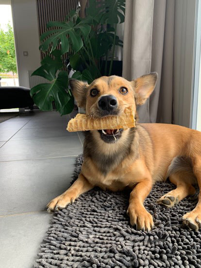 Trachée de bœuf 15CM