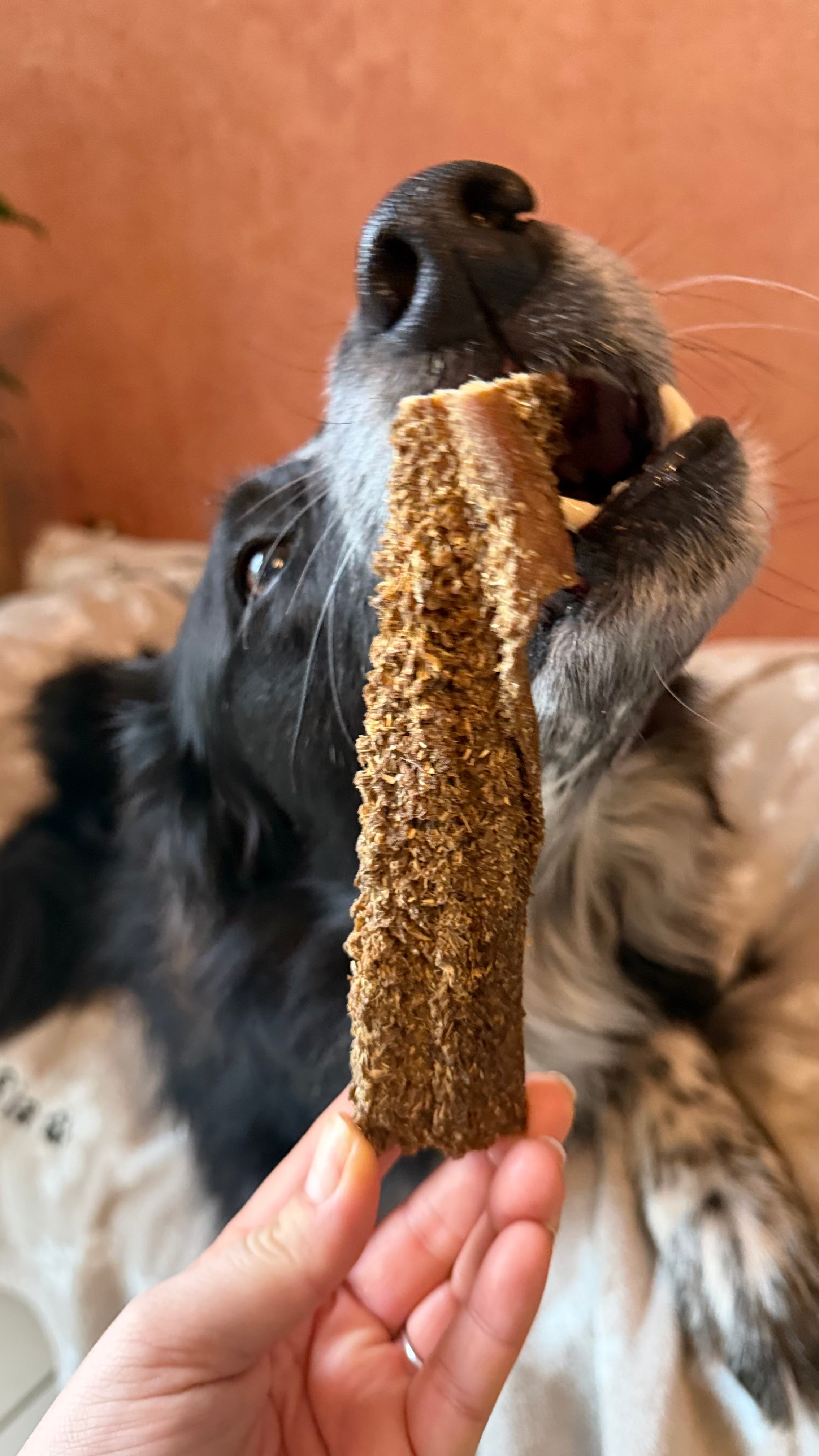 Tripe de chèvre