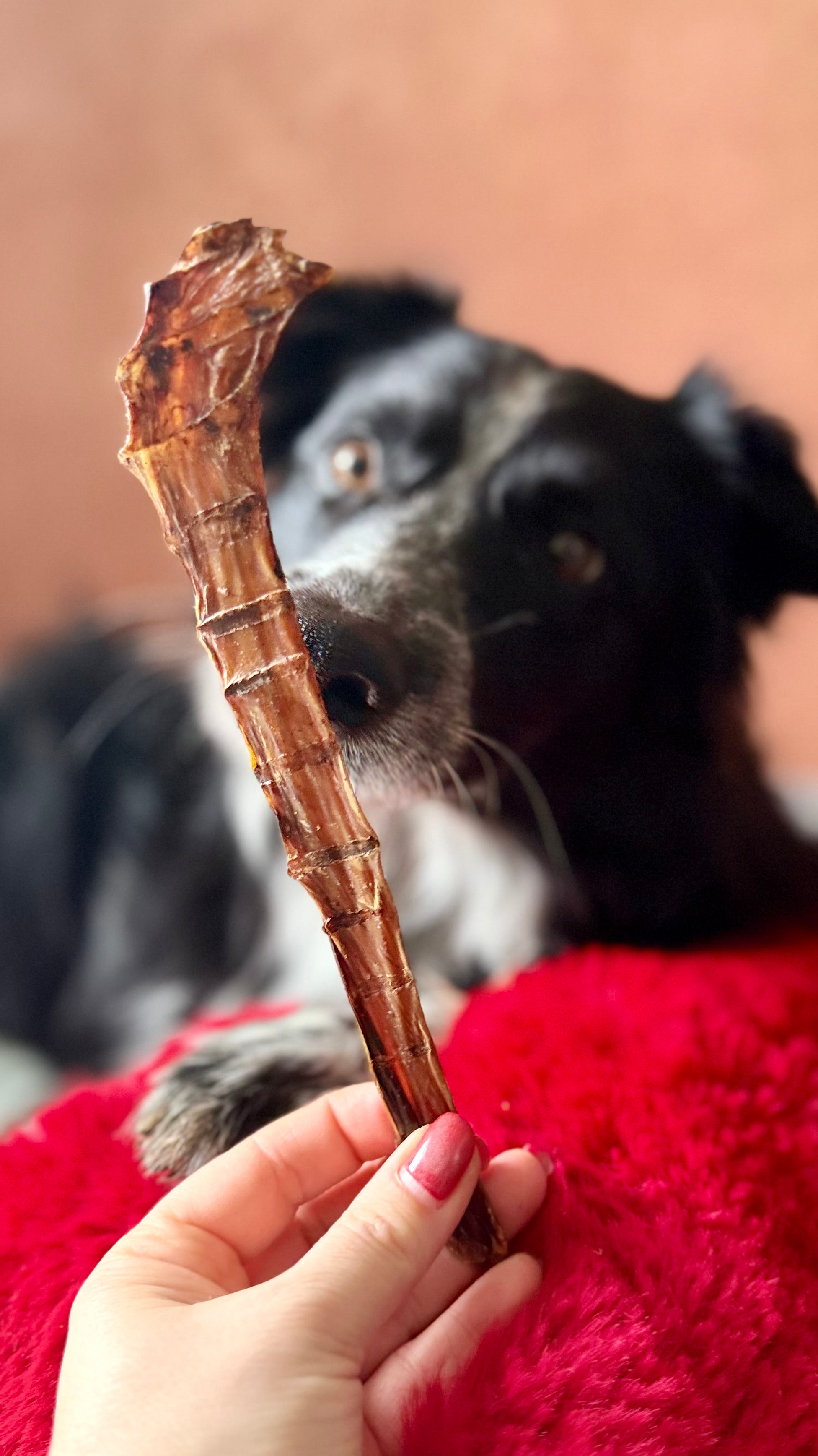 Viande de gueule d'autruche - 15CM