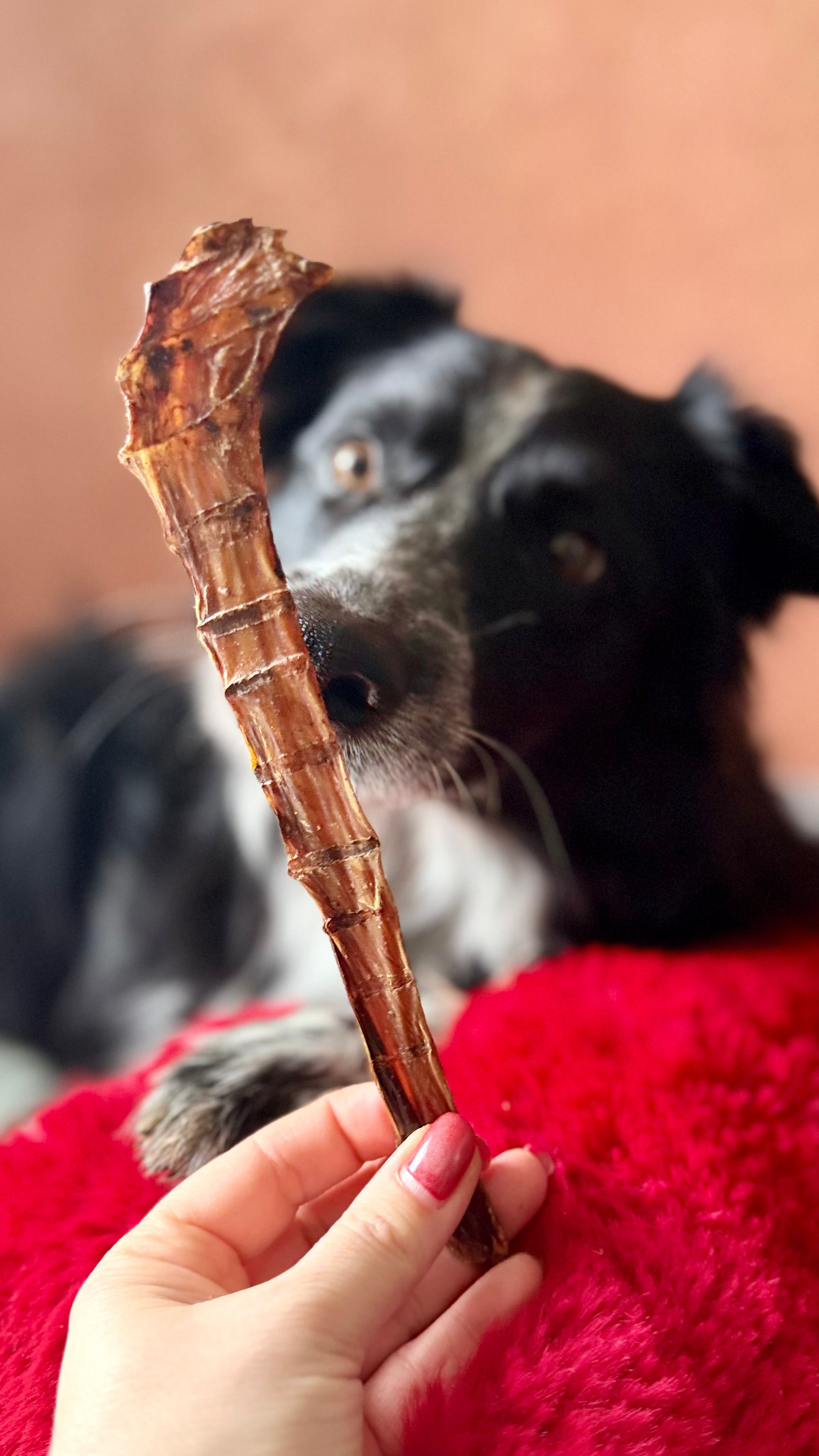 Viande de gueule d'autruche - 15CM