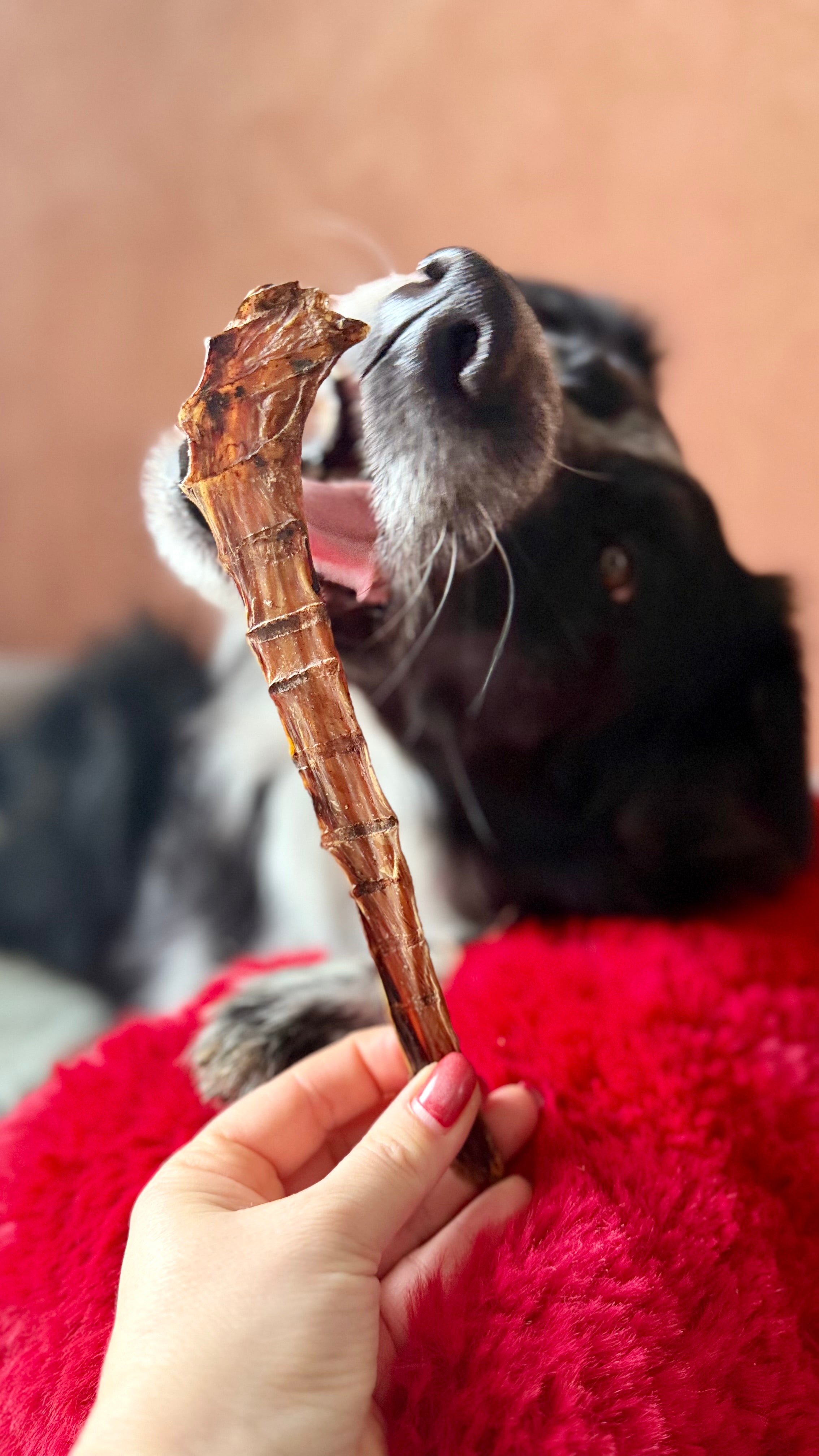 Viande de gueule d'autruche - 15CM