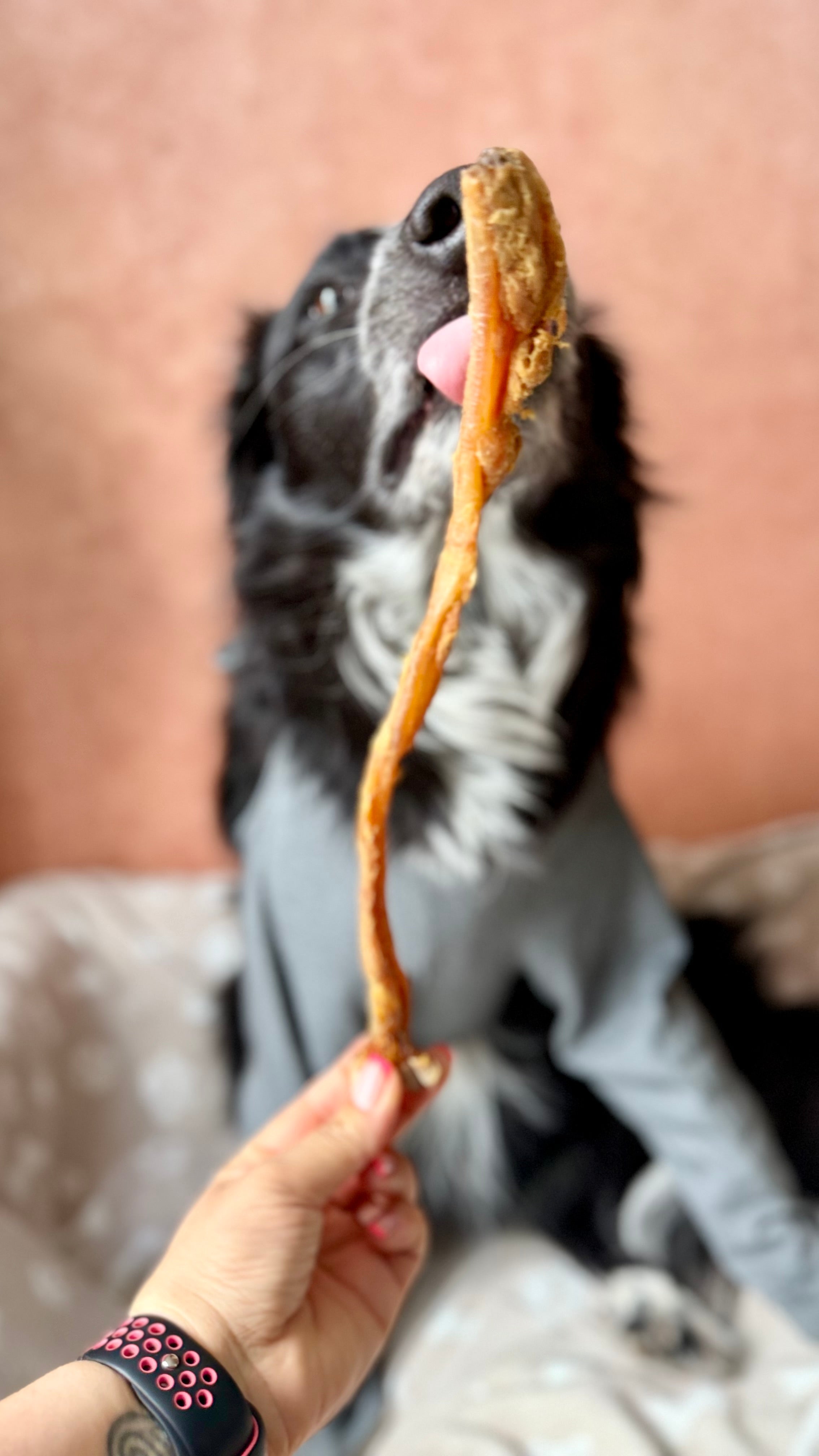 Tendon d'achille d'agneau